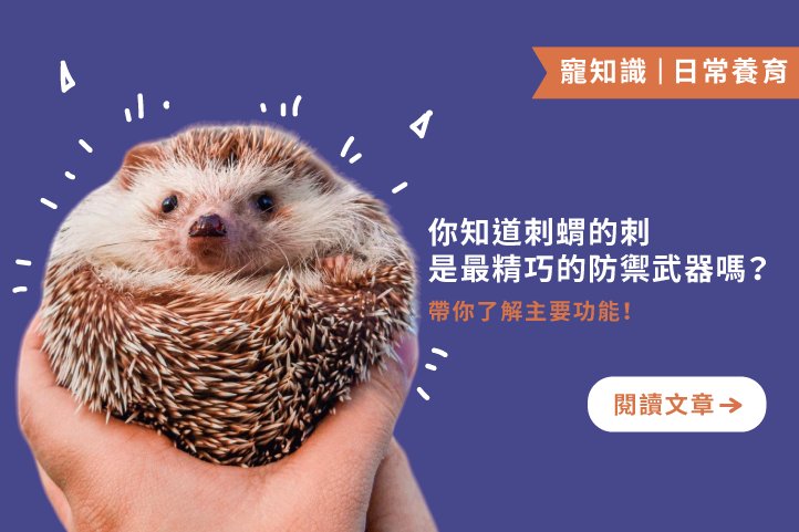 刺蝟的刺：不只是防禦，更是牠的全能神器！