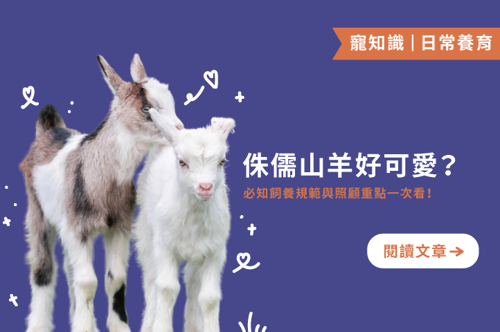 侏儒山羊飼養全攻略：從吃、住到玩，一次掌握照顧重點！