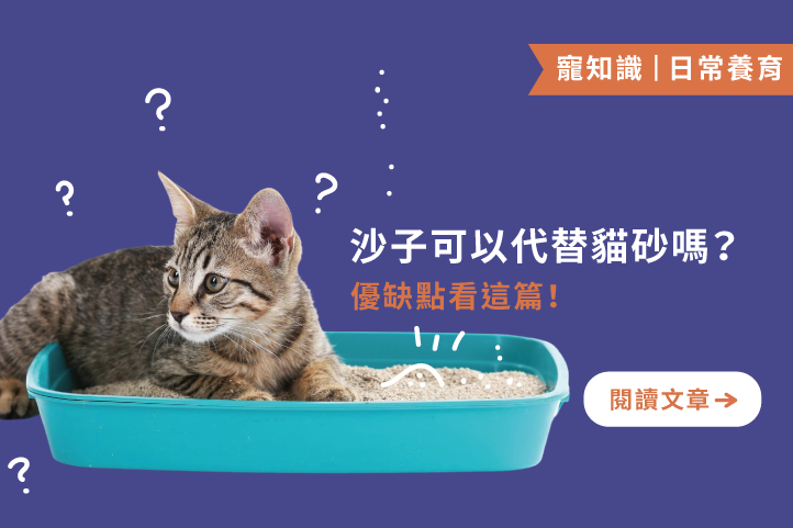 沙子可以代替貓砂嗎？優缺點看這篇！