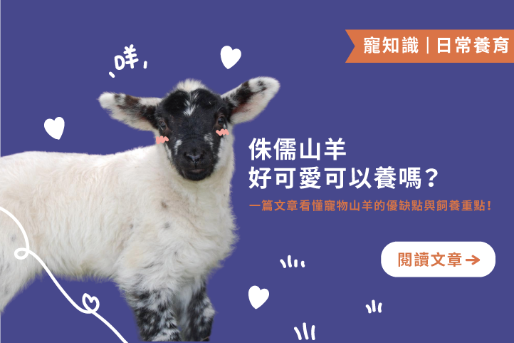 可愛背後有學問！侏儒山羊的習性、空間需求與照顧真相一次了解