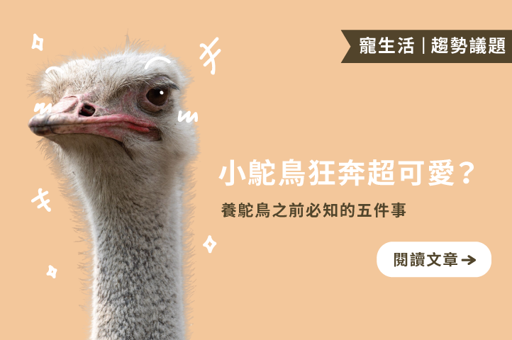 小鴕鳥狂奔超可愛？養鴕鳥之前必知的五件事