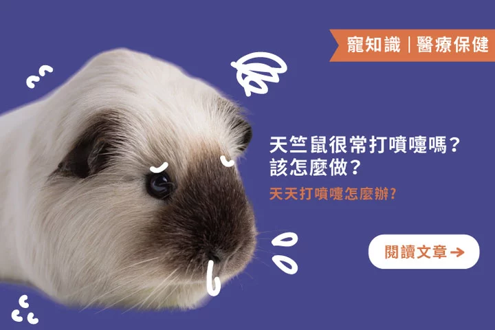 小噴嚏藏警訊！天竺鼠常打噴嚏的原因與解決方法