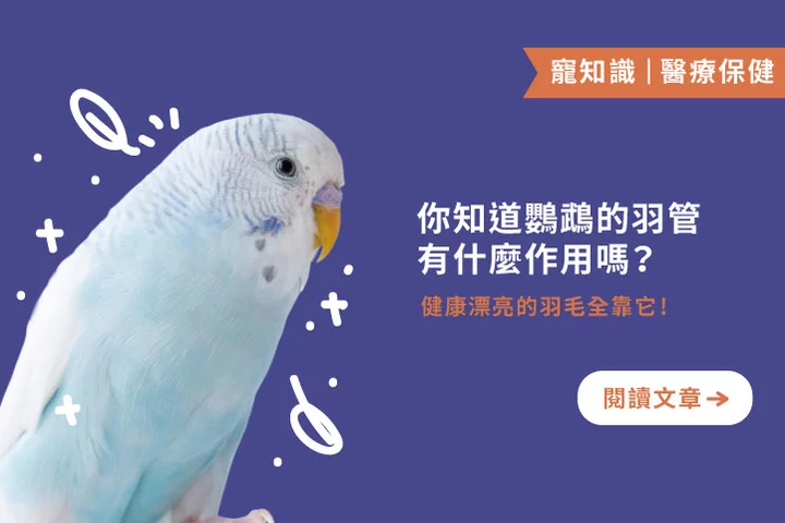 你知道鸚鵡的羽管有什麼作用嗎？羽毛健康全靠它！