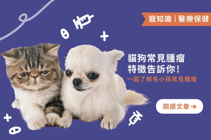 貓狗常見腫瘤全解析！從皮膚到口腔，這些症狀別忽視