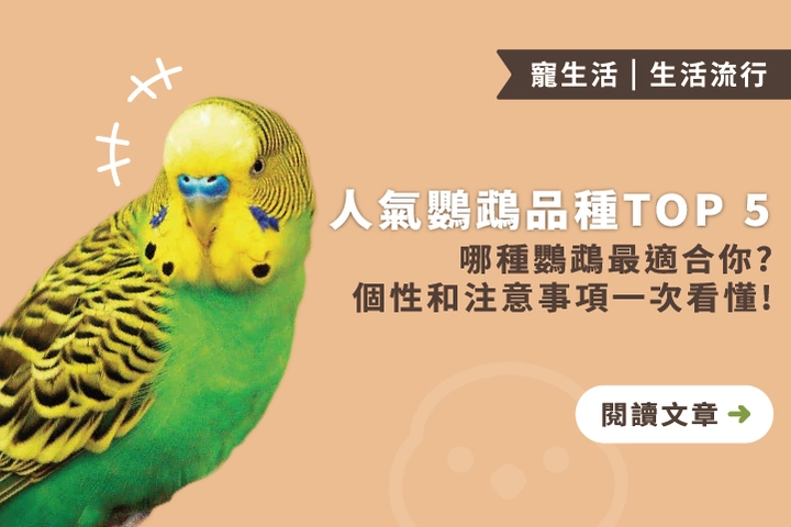 【人氣鸚鵡品種TOP 5】哪種鸚鵡最適合你？個性和注意事項一次看懂！