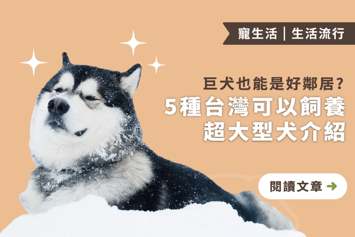 巨犬也能是好鄰居？5 種台灣可以飼養的超大型犬介紹！
