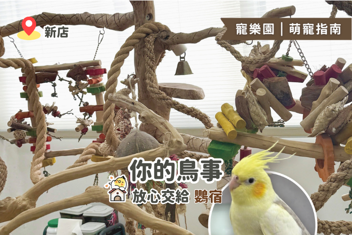 【新店-鸚宿】鸚鵡寄宿環境介紹：放飛訓練、安心環境、專業照護
