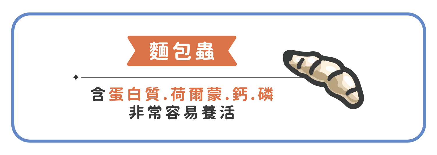 麵包蟲含蛋白質、荷爾蒙、鈣、磷等營養物質，是非常好的動物性餌料，而且麵包蟲非常容易養活，只要在飼養箱裡放一些麵包屑即可 !