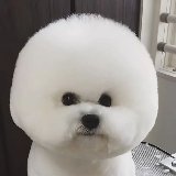 member-title