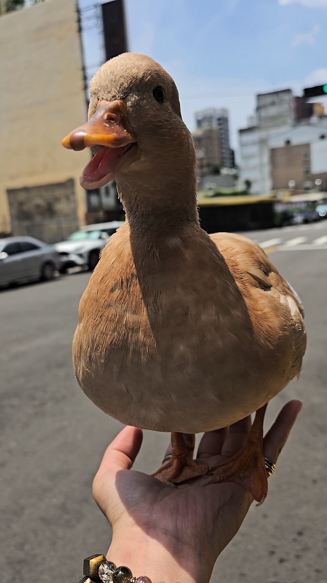 【協尋】台中積善橋下旁的綠川/奶茶色的柯爾鴨🦆