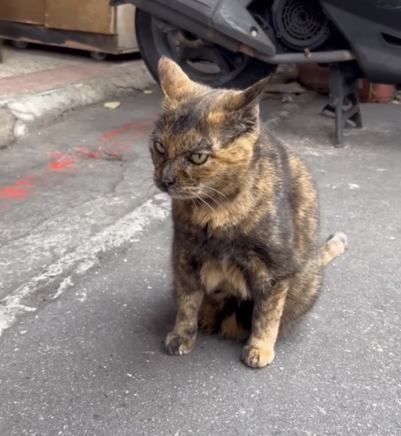 迪化街的貓貓太可愛了