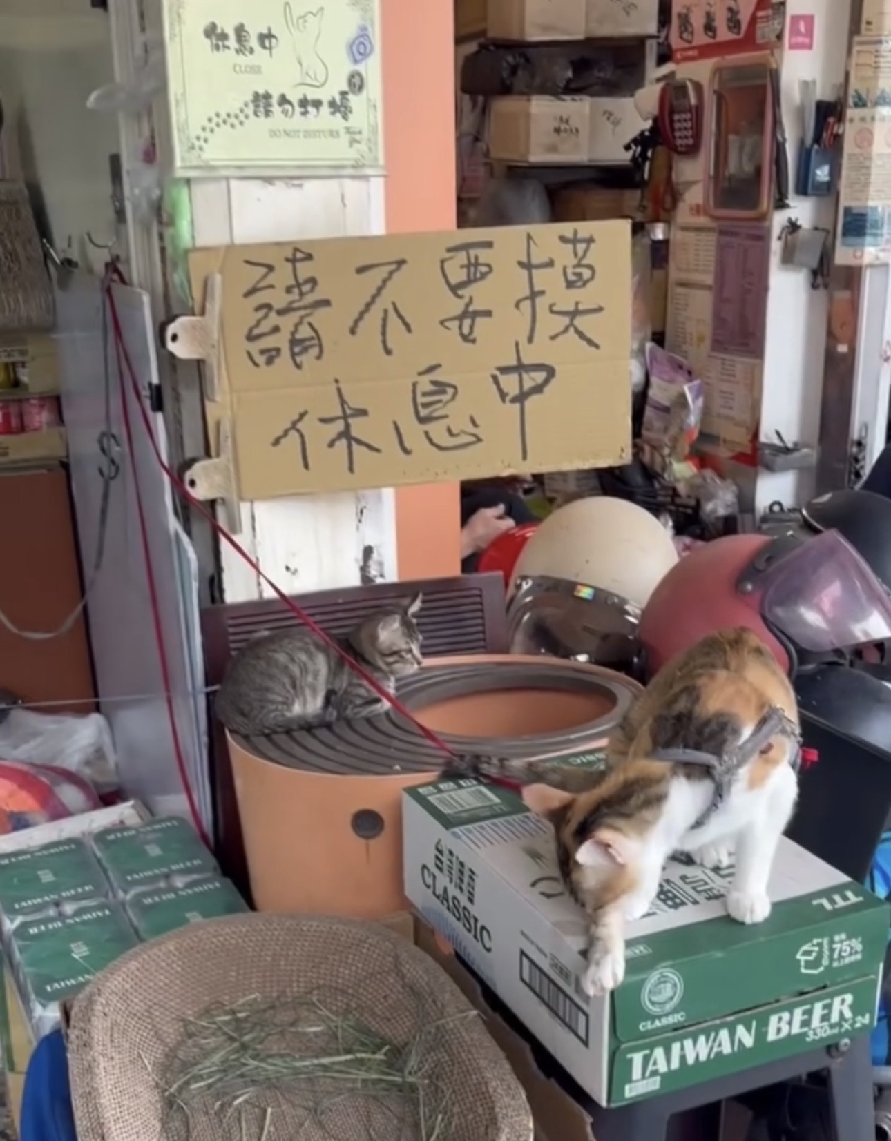 迪化街的貓貓太可愛了