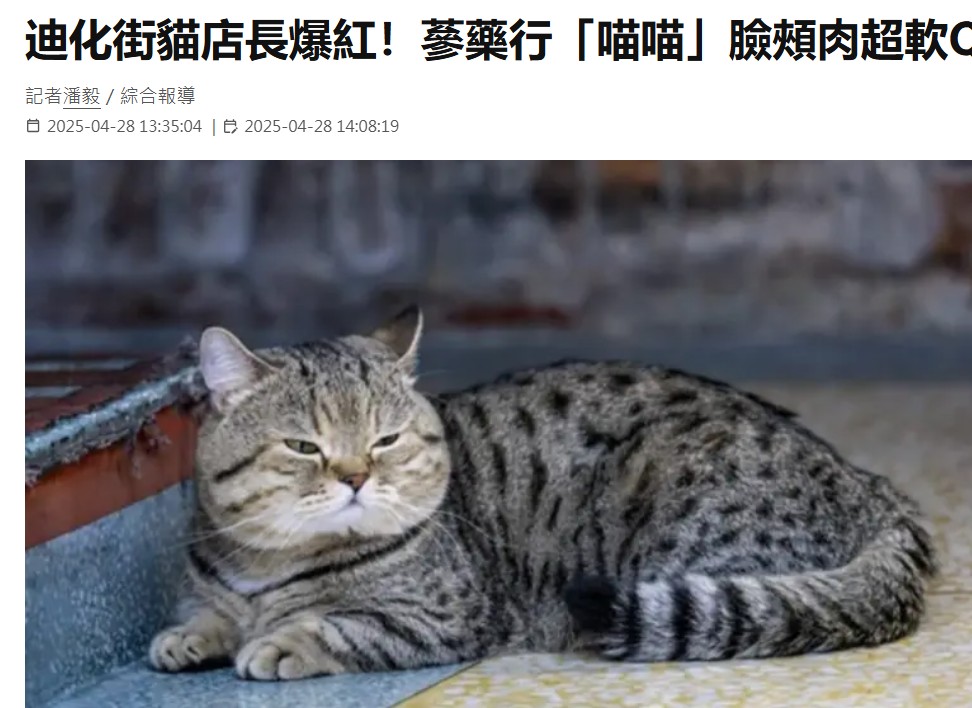 迪化街的貓貓太可愛了