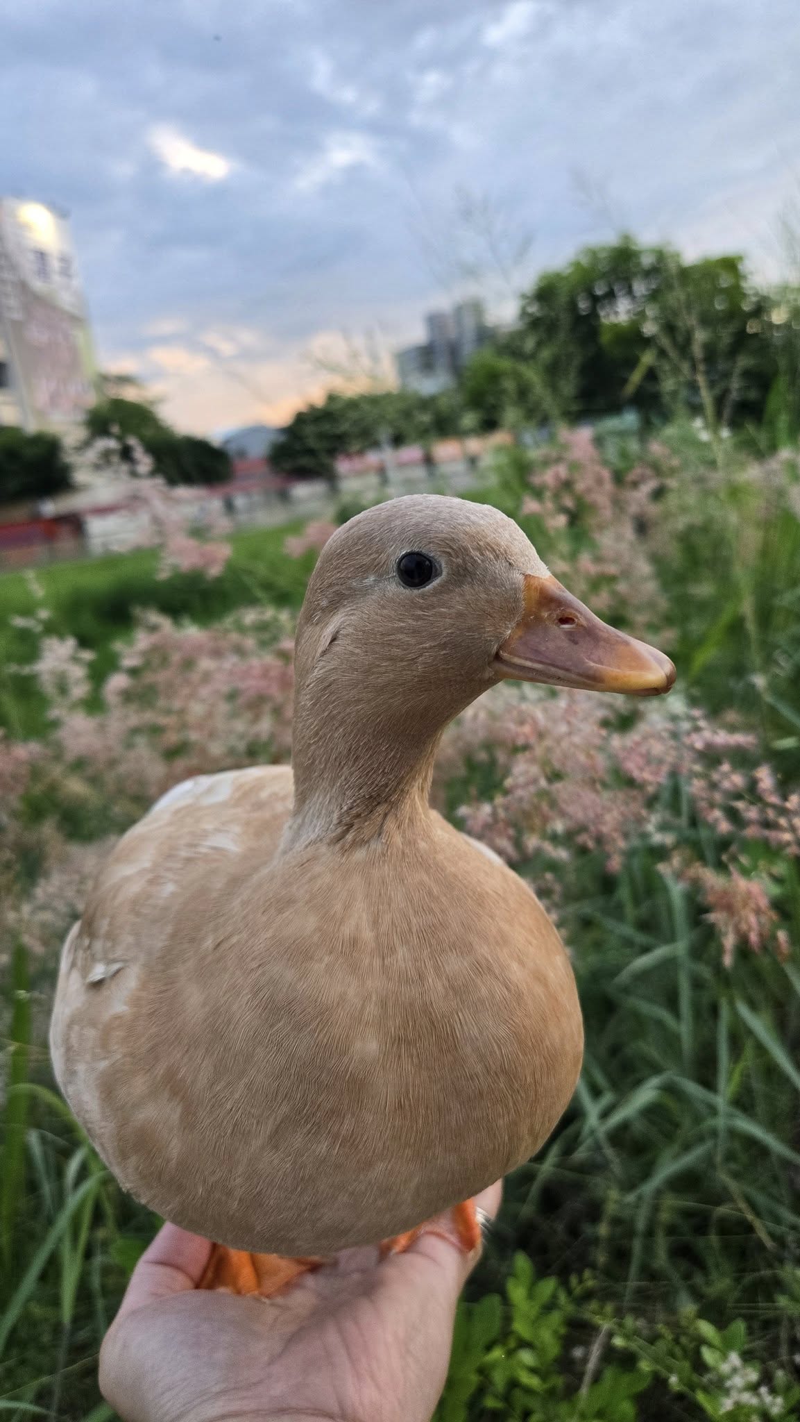 【協尋】台中積善橋下旁的綠川/奶茶色的柯爾鴨🦆