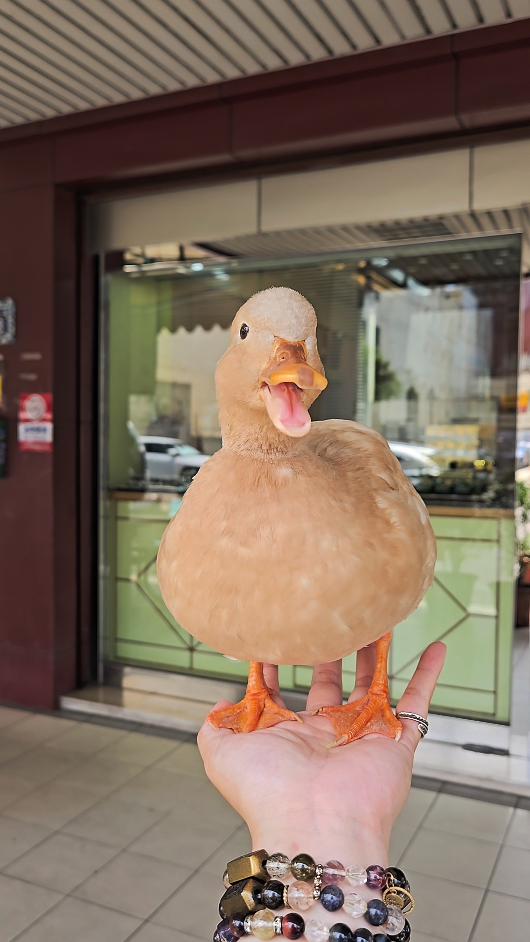 【協尋】台中積善橋下旁的綠川/奶茶色的柯爾鴨🦆