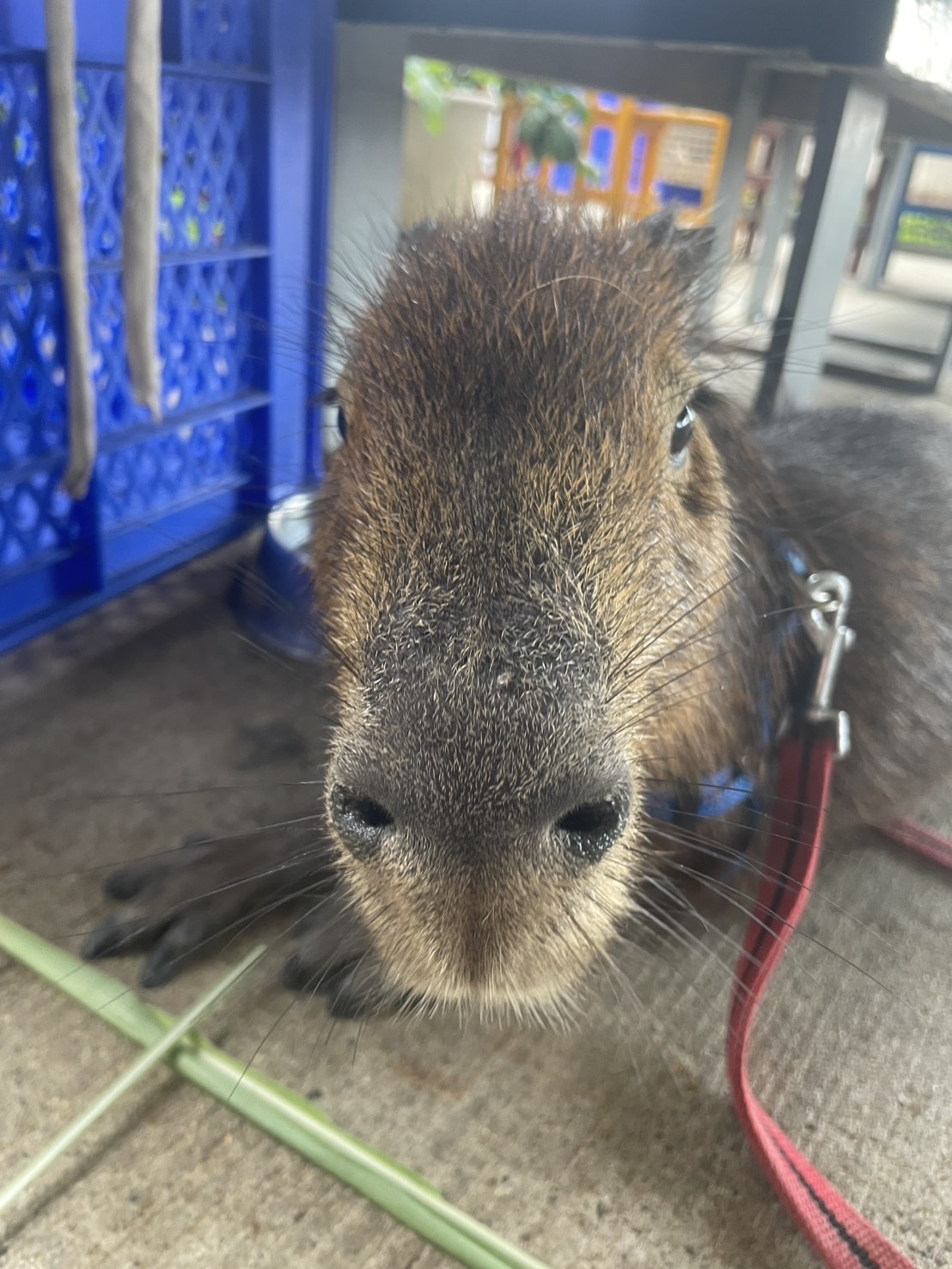 (桃園周末好去處)推薦親子放風餵動物景點