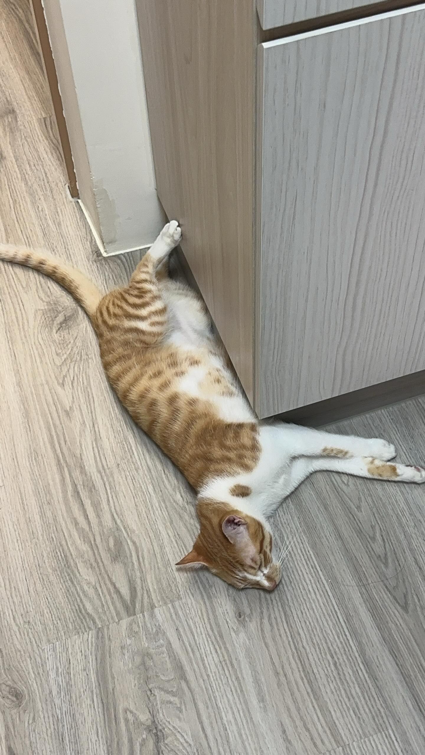【協尋】新店區永平街🍊橘貓 . 大鼻，懸賞金： 2萬 